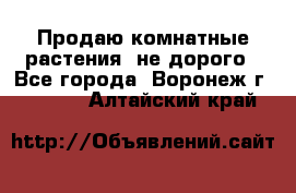 Продаю комнатные растения  не дорого - Все города, Воронеж г.  »    . Алтайский край